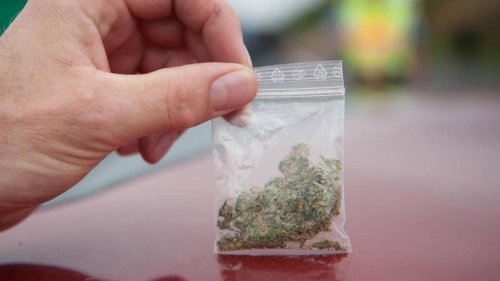 Cannabis: „Wer einen Joint geraucht hat, ist in der Regel nach vier bis fünf Stunden wieder fahrtüchtig“