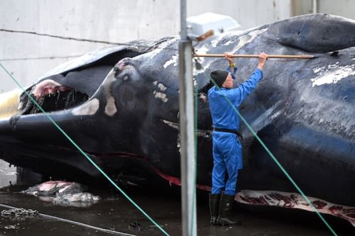 Island bläst Walfang-Saison 2025 ab: Preise für Walfleisch im Keller