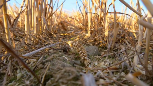 Rechnungshof kritisiert Wasserverschwendung in EU-Landwirtschaft