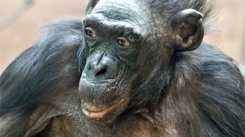 Frankfurt: Bonobo Margrit ist tot - ältester Menschenaffe der Welt
