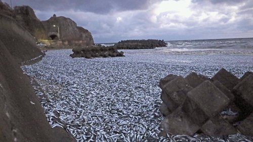 Tausende Tonnen Sardinen an Strand in Japan angeschwemmt