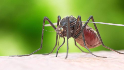 Mittel gegen Mückenstiche: Was hilft, wenn es wie verrückt juckt