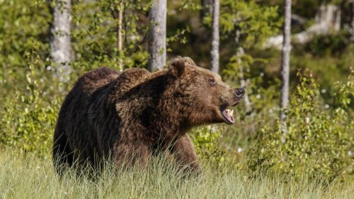 Braunbär greift Jogger an: Bissverletzungen nach Attacke auf Waldweg