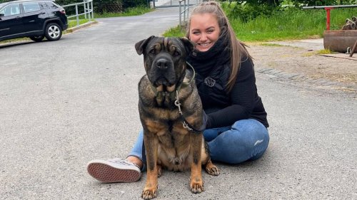 „Hundeprofi“ Martin Rütter warnt Halter vor Trainingsgerät: „Dürften nicht frei verkäuflich sein“