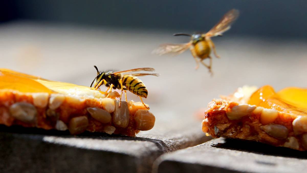 Wespen vertreiben: Mit diesem Trick werden Sie die kleinen Quälgeister effektiv los