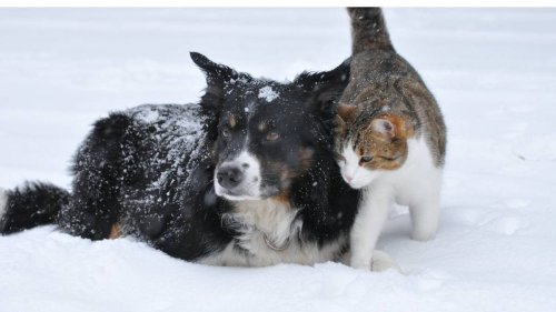 Haustiere im Winter schützen: Wie gefährlich ist die Kälte für Hunde und Katzen?