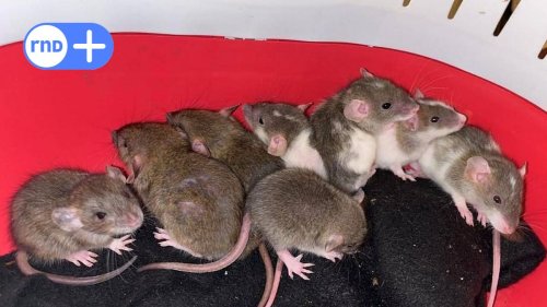 „Das ist Wahnsinn“: Frau hielt 800 Ratten in ihrem Haus