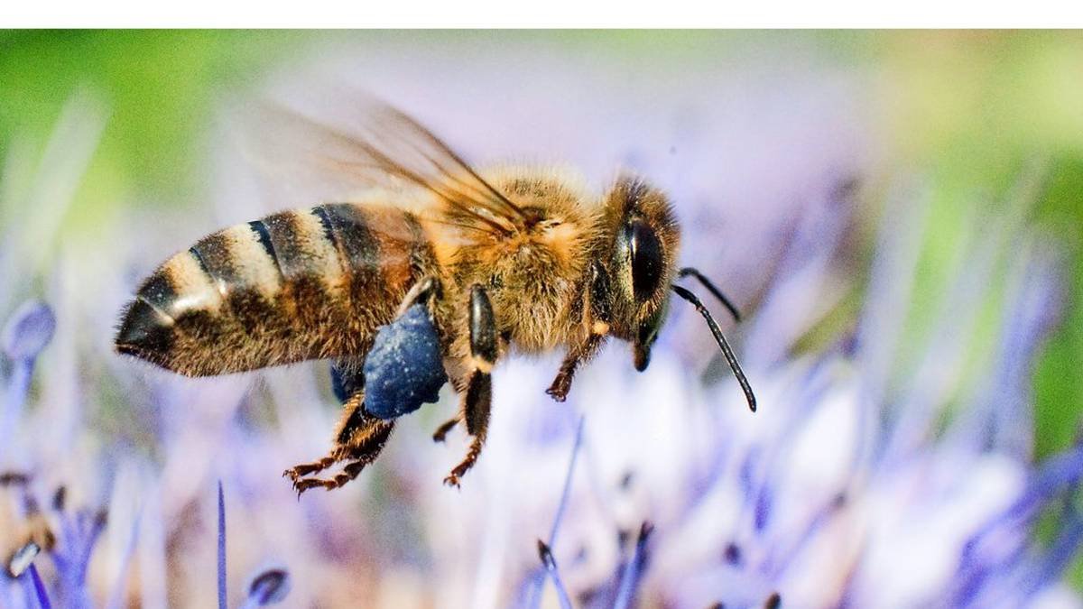 Biene, Wespe, Hornisse, Hummel: So unterscheiden sich die Insekten