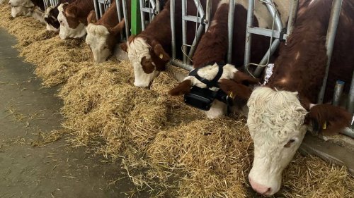 Eher stressig als stimulierend: Experten bezweifeln Nutzen von VR-Brillen für Kühe