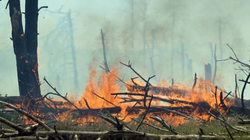 Waldbrand in Brandenburg: Feuerwehr stellt sich auf zähen Einsatz ein