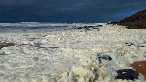 Tote Meerestiere und kranke Surfer: Gelber Schaum an Australiens Südküste