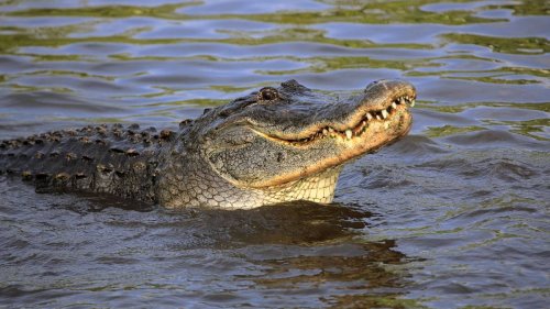 Mordfall in Florida: Alligator hat Leiche eines Zweijährigen im Maul