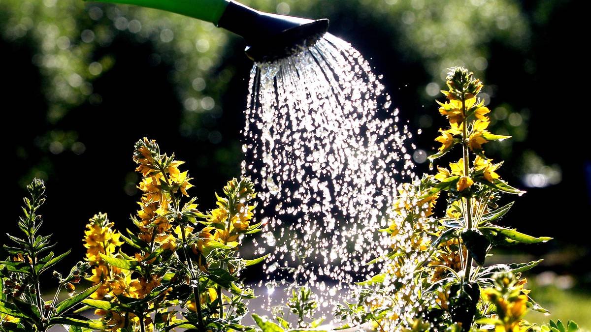 Pflanzen gießen bei Hitze: Wann, wie oft und mit wie viel Wasser? So bleibt der Garten grün