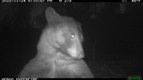 Schwarzbär macht in Colorado 400 Selfies mit Wildkamera