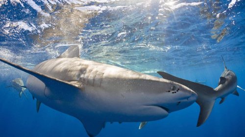 Hai-Attacke vor Hawaii: Wie schütze ich mich?