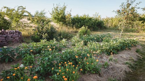Nachhaltiger Hausgarten: Wie Hobbygärtner von einer Permakultur profitieren