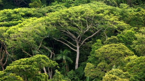 Naturschutzexperte: „Die Corona-Krise ist auch eine Artenkrise“