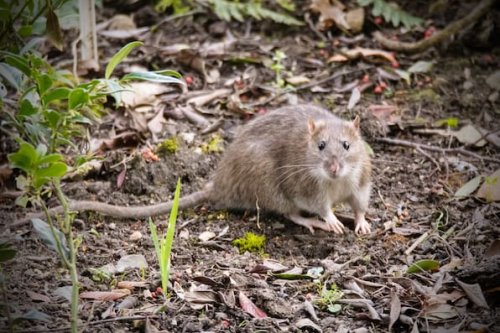 Ratten in Haus und Garten? So halten Sie die Nager von Ihrem Zuhause fern