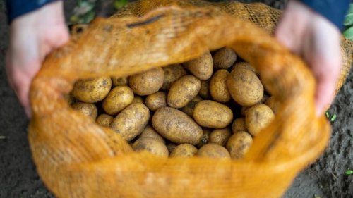 Kartoffeln lagern: Mit diesem Trick sind sie länger haltbar