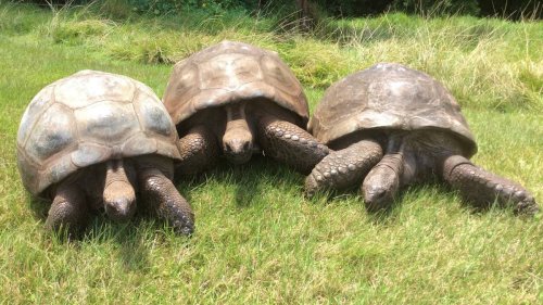 Älteste Schildkröte der Welt: Seychellen-Riesenschildkröte Jonathan feiert 190. Geburtstag