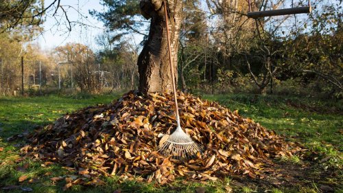„Der Sommer geht in die Verlängerung“: Wie der Klimawandel den Herbst verändert
