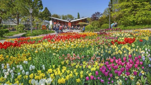 Blütenpracht im Frühling: 10 tolle Ausflugsziele in Deutschland
