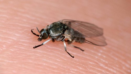 Kriebelmücken: Wie gefährlich ist der Biss und wie behandelt man ihn?