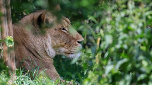 Zebra vor Augen der Besucher an Löwen verfüttert: Zoodirektor verteidigt Vorgehen