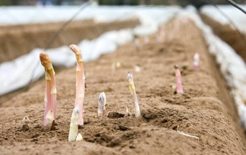 Erster deutscher Spargel kommt in den Handel – Preise bis 18 Euro pro Kilo