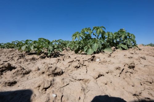 Nach Wochen ohne Regen: Drohen Dürresommer und Ernteausfälle?