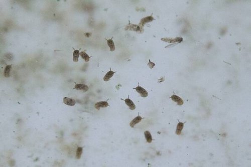 Oropouche-Virus in Südamerika auf dem Vormarsch: Infektionen steigen rasant