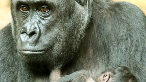 Nachwuchs in Gorillafamilie: Berliner Zoo freut sich über gesundes Baby