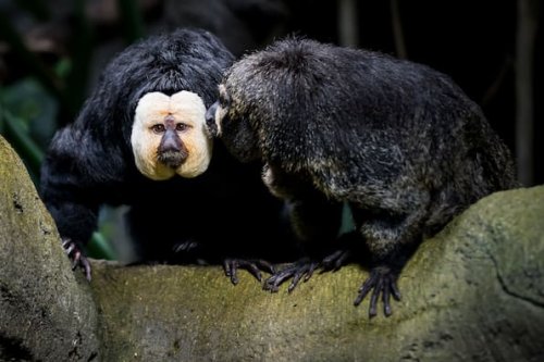 Am Schwanz gezogen: Empörung über Zoo-Besucher in Tschechien