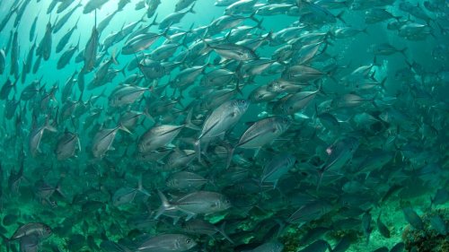 Hochseeabkommen: Bloßes Lippenbekenntnis oder großer Schritt für den Schutz der Meere?