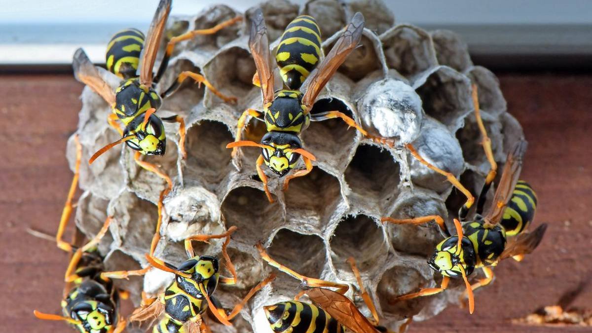 Wespennest entfernen: Das müssen Sie bei der Umsiedelung von Wespen beachten