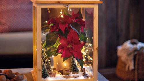 Winterwunderland: für Freunde und Familie Minipflanzen basteln