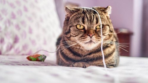 Katze interessiert sich nicht mehr für ihr Spielzeug? Diese Tipps helfen