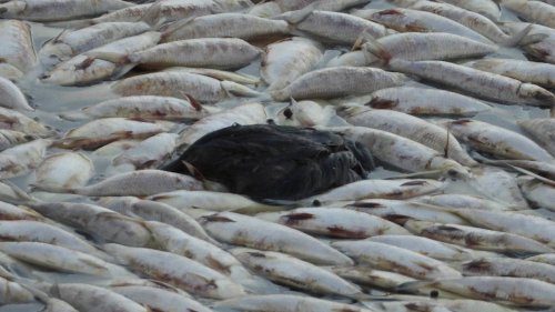 Australien: Millionen tote Fische treiben in Fluss - Massensterben stellt alles Bisherige in den Schatten