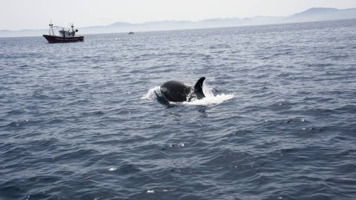 „Neue Verhaltensweisen unter Orcas gibt es immer wieder“: Wissenschaftler über die Wal-Angriffe auf Segelboote