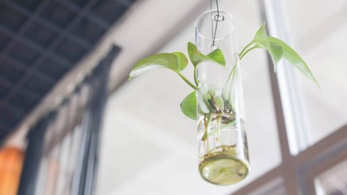 Hydrokultur: Wie Sie Zimmerpflanzen im Wasserglas aufziehen