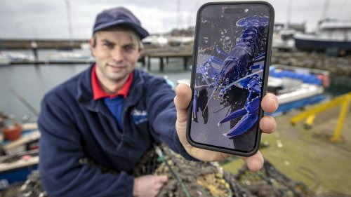 Sensationeller Fund in Nordirland: Fischer zieht blauen Hummer aus dem Wasser