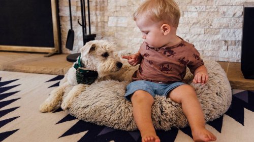 Hepatitis bei Kindern: Sind Hunde die Überträger?