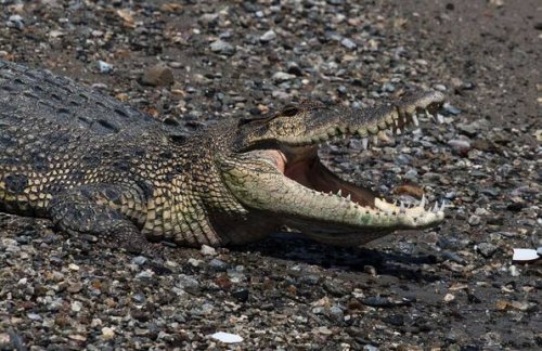 Indonesien: Krokodil tötet Schwimmer bei Angriff