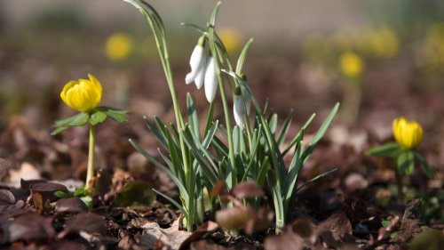 Garten für den Frühling vorbereiten: Das sind die wichtigsten Arbeiten