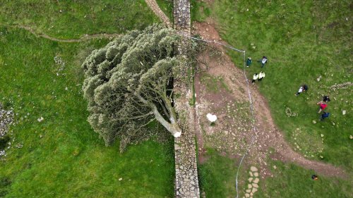 England: Weiterer Tatverdächtiger nach Zerstörung von Robin-Hood-Baum in Haft