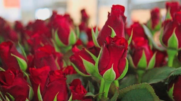 Rosen zum Valentinstag? Warum das nicht immer eine gute Idee ist
