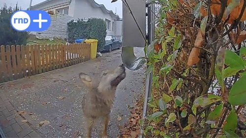 Wolf in Delitzsch: Video zeigt Raubtier in sächsischer Kleinstadt