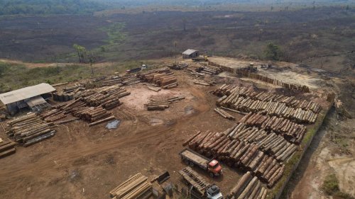 Weniger Abholzung im brasilianischen Amazonasgebiet