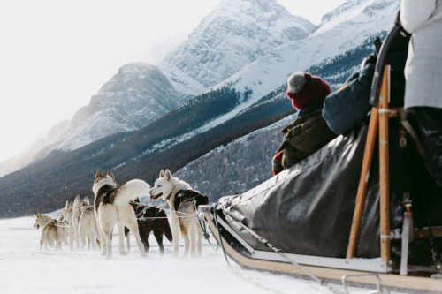 How to Go Dog Sledding in Canmore, Alberta
