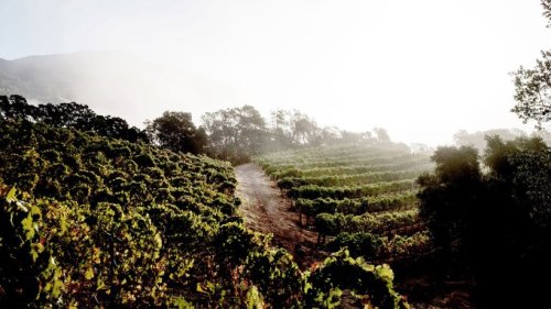 Why Modern Winemakers Are Embracing an Ancient Farming Practice